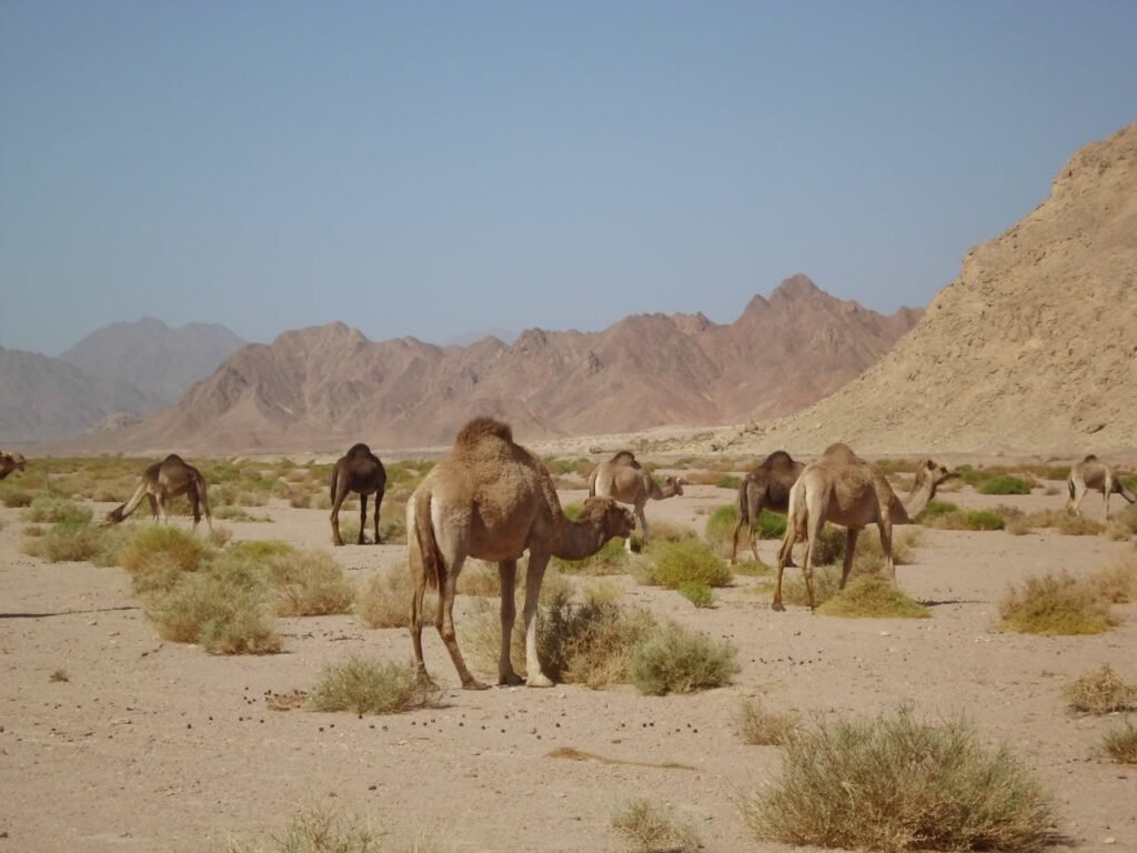(العربية) راس محمد بري بالباص